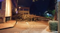 avellino-maltempo-e-raffiche-di-vento-cade-albero-nel-cortile-della-scuola