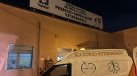 il-lupo-e-giunto-vivo-al-presidio-ospedaliero-veterinario-asl-napoli-1-centro