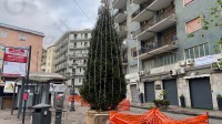 salerno-si-prepara-alle-feste-arrivano-gli-alberi-di-natale