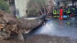 cade-grosso-albero-all-universita-di-salerno-ferite-3-persone-una-e-grave