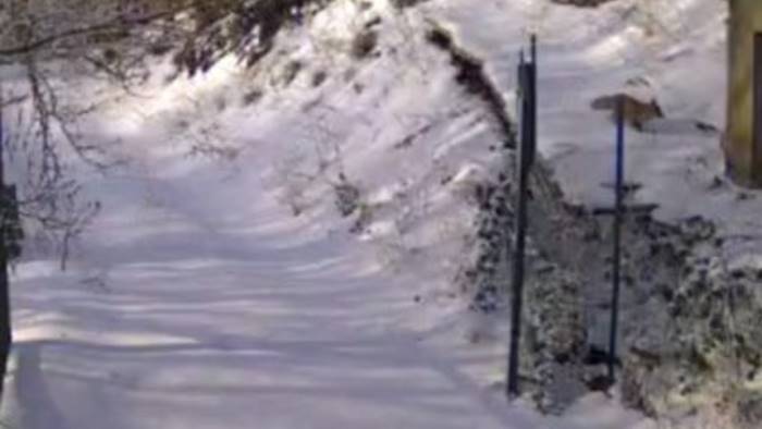 volpe passeggia tra la neve incanto a montevergine