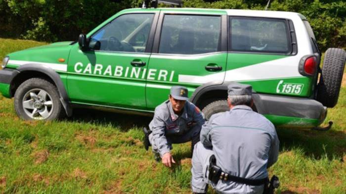 a caccia di tartufi senza il permesso fioccano le multe