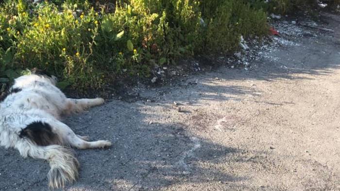 eboli cane impiccato e lasciato senza vita in strada