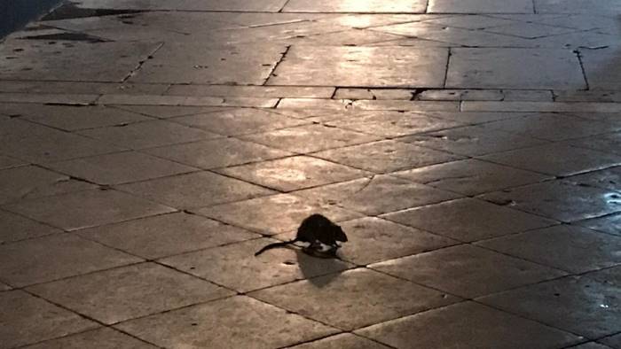 topi a spasso nella galleria principe di napoli