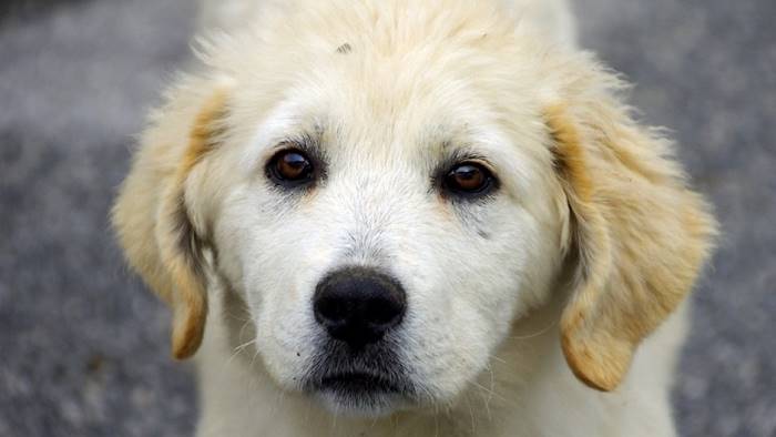 abbandonato in un sacchetto muore cagnolino