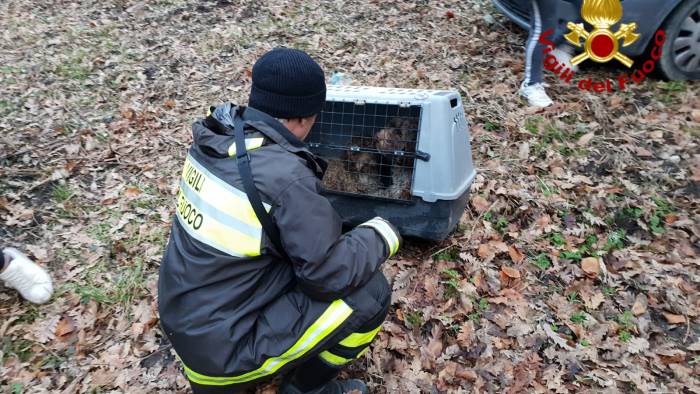 due cagnolini abbandonati salvati dai caschi rossi