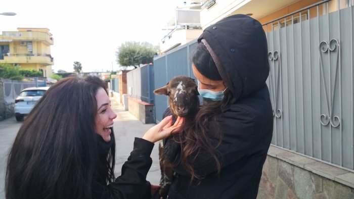 animal save salvati due agnellini sole e baby