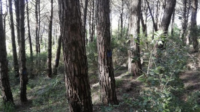 perdifumo taglio del bosco comunale dopo 40 anni