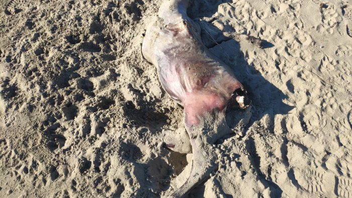 paestum trovato un bufalino morto in spiaggia