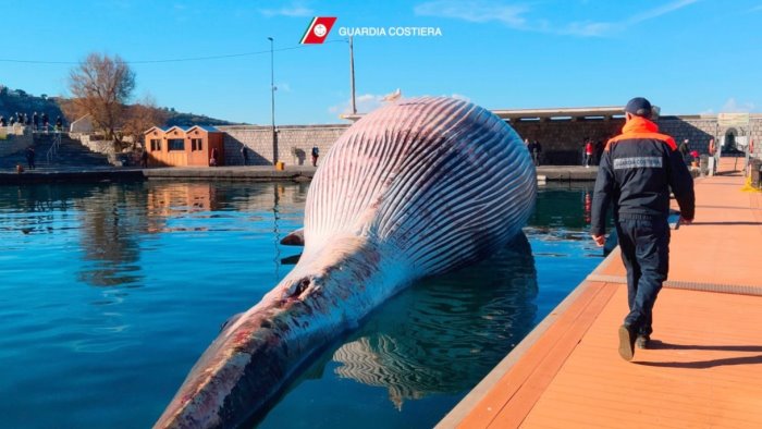 balena gigante a sorrento eseguita l autopsia a napoli