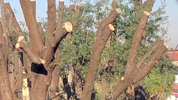 alberi capitozzati nel parco urbano polemica a san marzano