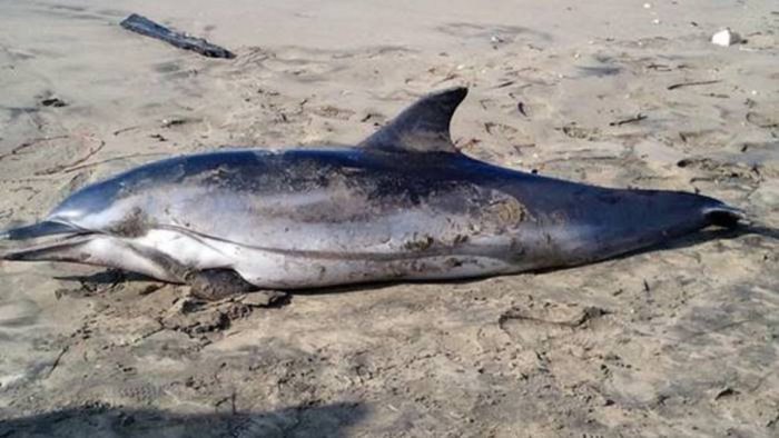 ancora un delfino morto e stato ritrovato a punta licosa