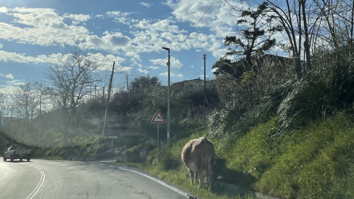 animali vaganti sulla via del mare paura per gli automobilisti