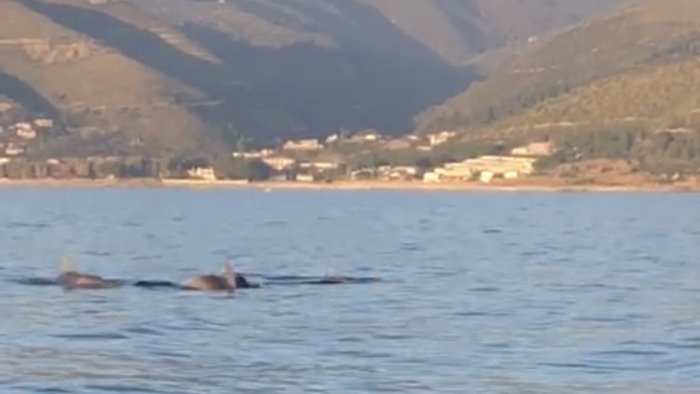 cilento la danza dei delfini nel mare bandiera blu di montecorice