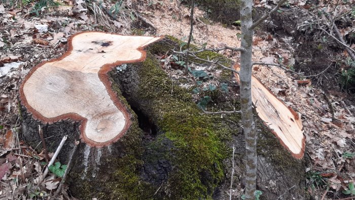 acerno taglio furtivo di alberi in localita presa una denuncia