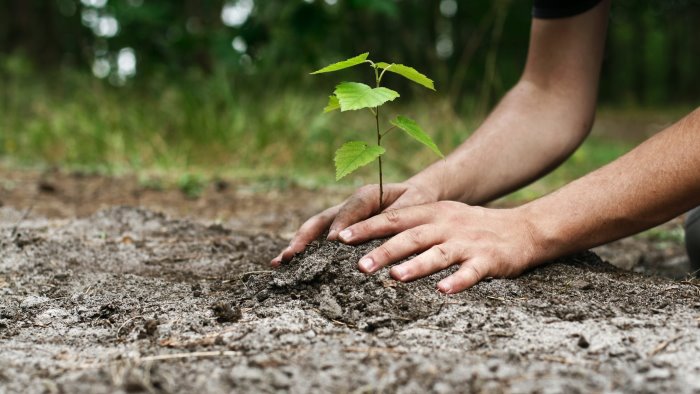 avellino 100 alberi per i nuovi nati ecco dove saranno piantati