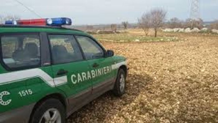 anti bracconaggio tre denunciati dai carabinieri forestali nel cilento