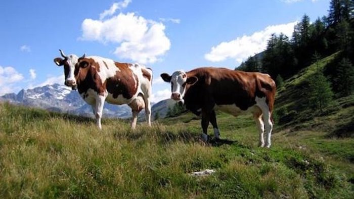 mucche al pascolo in un area demaniale denunciato allevatore di calabritto