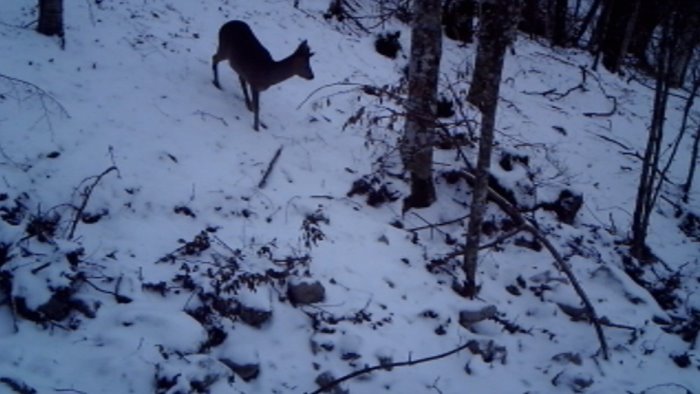 parco del cilento vallo di diano e alburni capriolo a spasso sulla neve