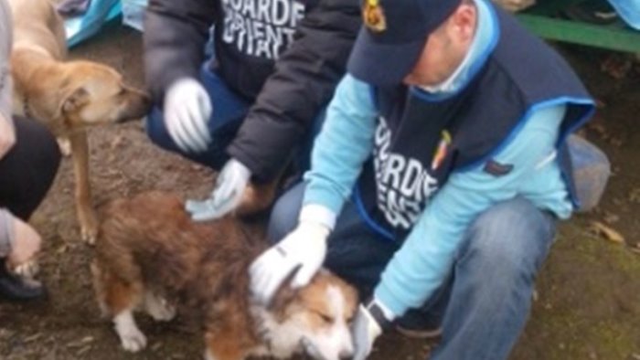 cane azzannato da un animale selvatico salvato in extremis dal gadit