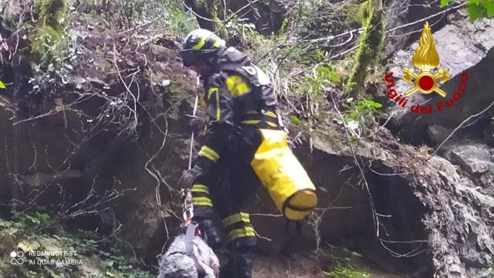 calvanico cane setter cade in un dirupo salvato dai vigili del fuoco