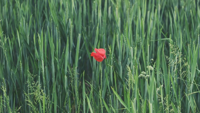 tutti i simboli del green