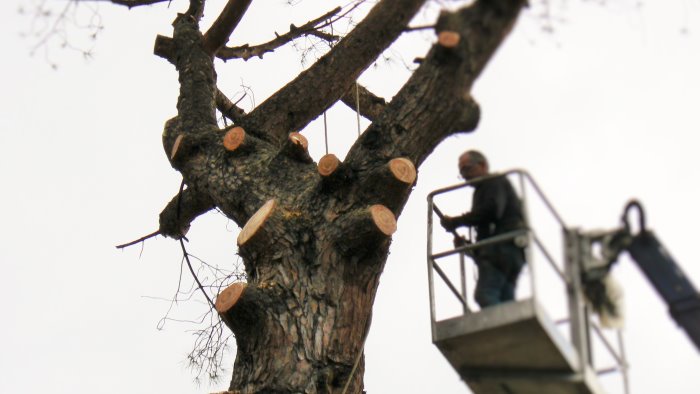 piano di sorrento multe salate per chi abbatte gli alberi soddisfatto il wwf