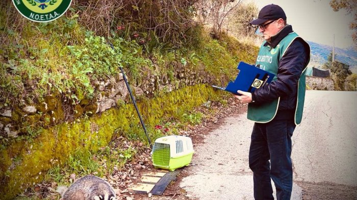 tasso salvato nel cilento dal noetaa trasferito al cras di napoli per le cure