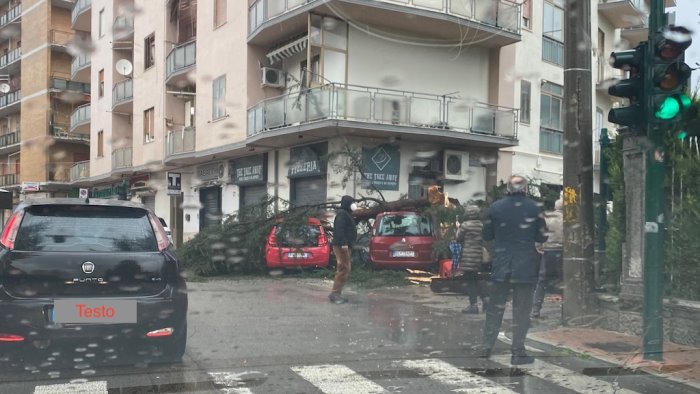 maltempo avellino tragedia sfiorata a san tommaso albero si abbatte sulle auto