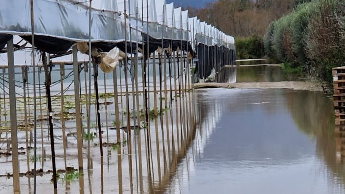 maltempo nel salernitano allarme di confagricoltura gravi danni alle aziende