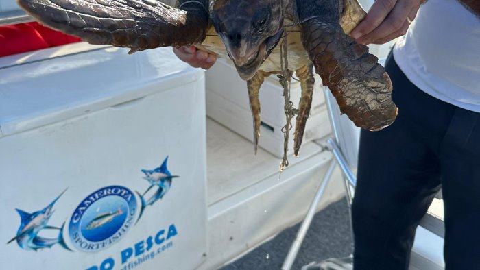 tartaruga caretta caretta recuperata a largo di marina di camerota