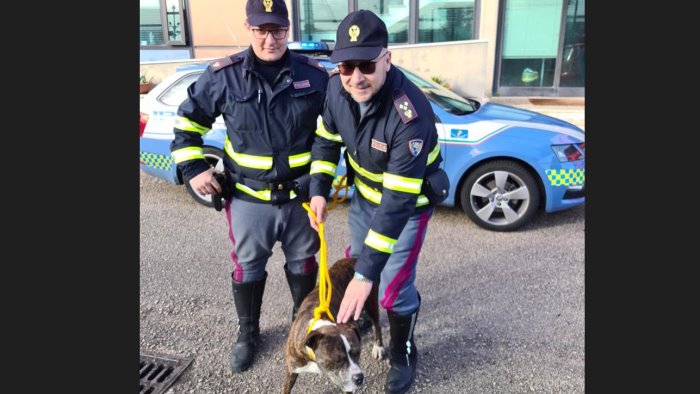 la polizia ha salvato il pitbull che da giorni vagava in autostrada