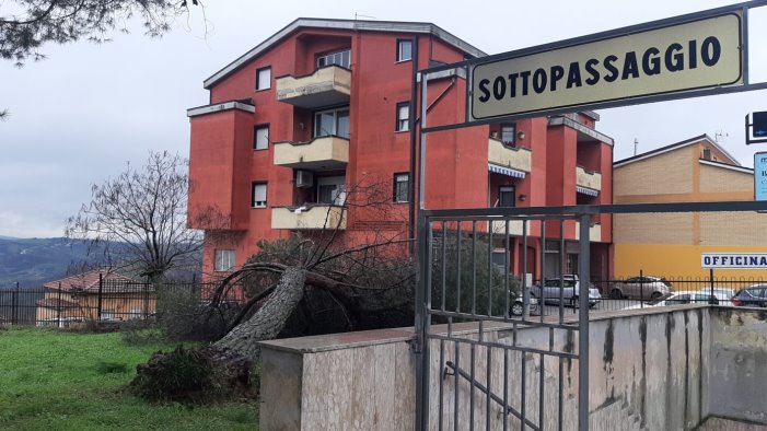 ariano alberi in caduta libera dopo la neve e il gelo attenzione