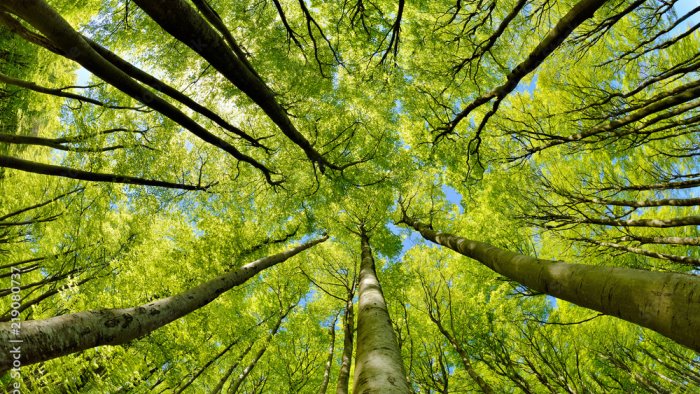 nuovi alberi in via pini grazie alla raccolta fondi di legambiente