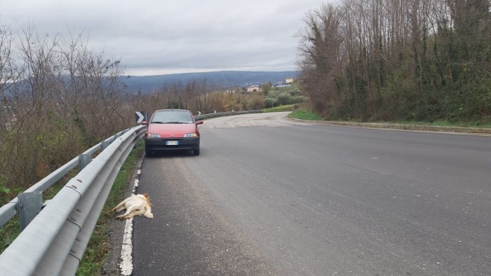 ariano ennesimo cane investito e ucciso lungo la variante manna tre torri