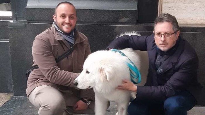 dopo il pitbull bruciato vivo a palermo la storia opposta in campania