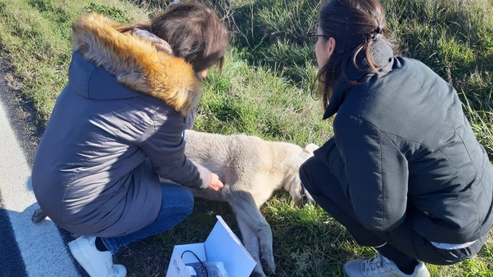 ariano strage di cani sulla statale 90 a camporeale nuovo investimento mortale