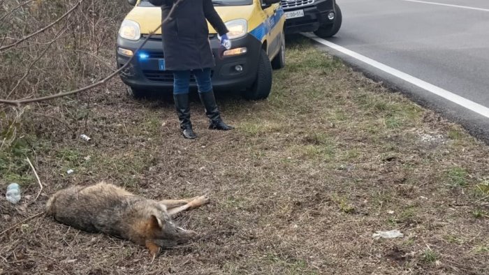 lupo travolto e ucciso lungo la statale 7 a conza della campania