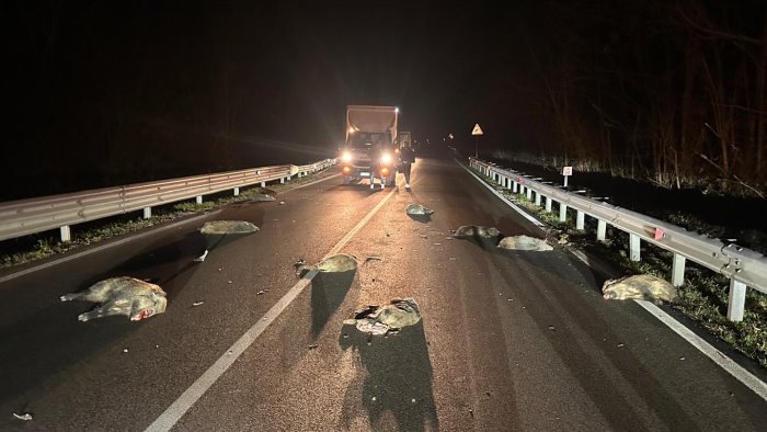 strage di cinghiali in irpinia dieci muoiono sull asfalto