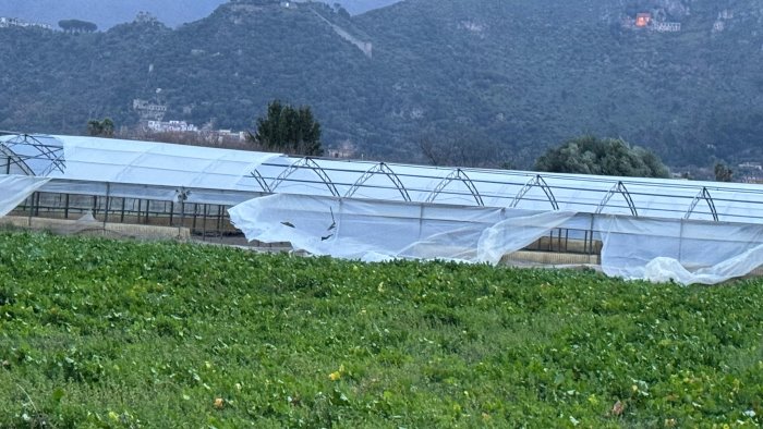 pioggia e vento nel salernitano mettono in ginocchio anche l agricoltura