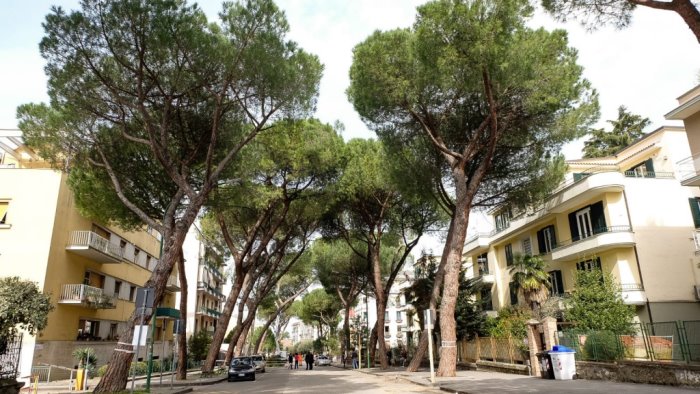 viale atlantici ordinanza chiusura per taglio alberi da venerdi 17 gennaio