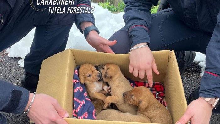 cani chiusi in una scatola di cartone salvati dai carabinieri