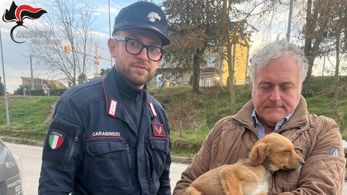 calitri i carabinieri forestali salvano un cane in evidente stato di abbandono