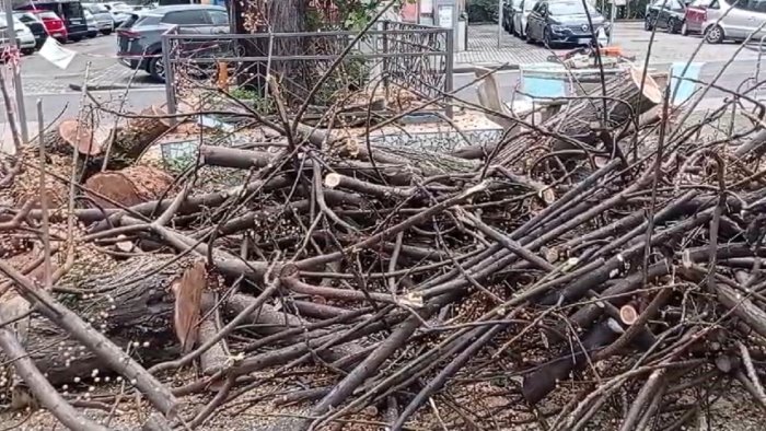 pini abbattuti al parco arbostella scelta sofferta ora subito nuovi alberi