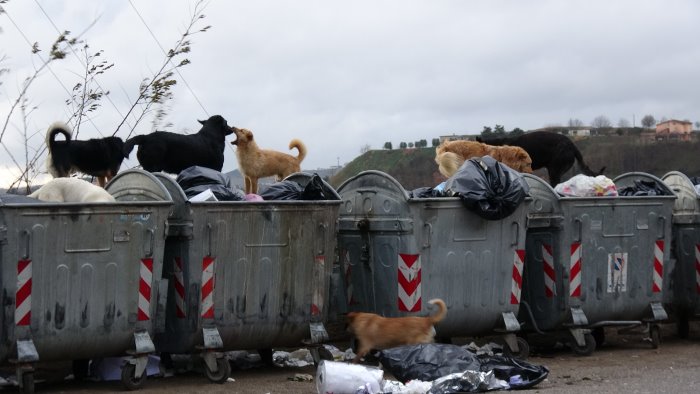 ariano cumuli di rifiuti ecoisole in tilt e randagi botta e risposta