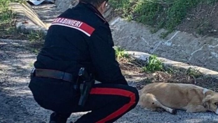 anziana prende a bastonate un cane randagio denunciata