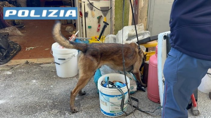 droga l infallibile fiuto del cane trilly arrestato un minore