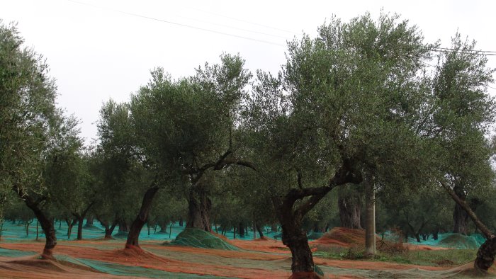 olivicoltura confagricoltura subito un piano per il rilancio del settore