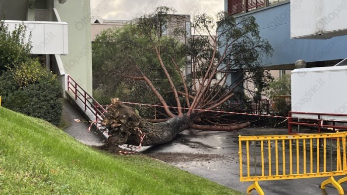 albero crollato all universita di salerno si indaga su due ditte del verde