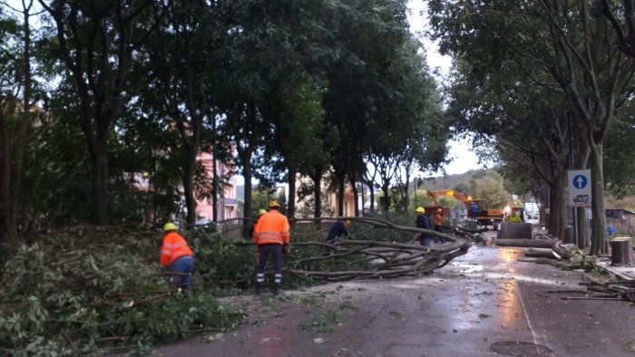 baronissi al via al taglio di 64 alberi in via aldo moro